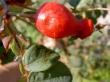 tn_gallery_834_1711_229338.jpg