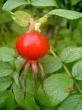 tn_gallery_834_1711_32251.jpg