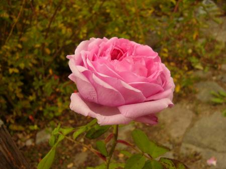 gallery_12789_1345_206743.jpg