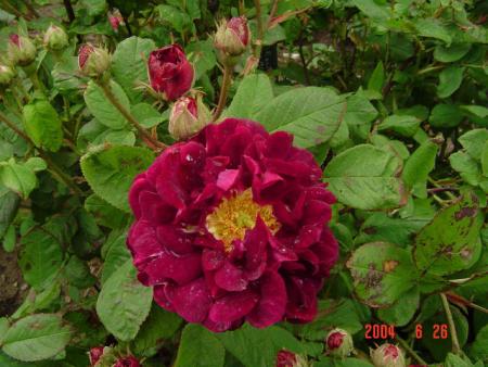 gallery_12789_1345_28845.jpg