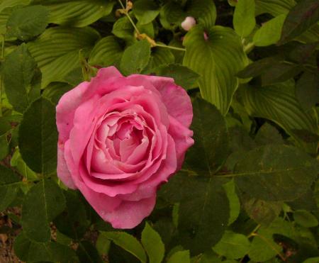 gallery_12789_1345_50223.jpg