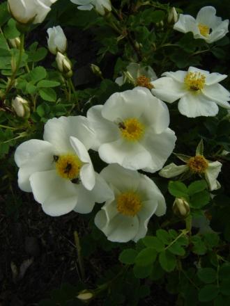 gallery_2985_1706_140565.jpg