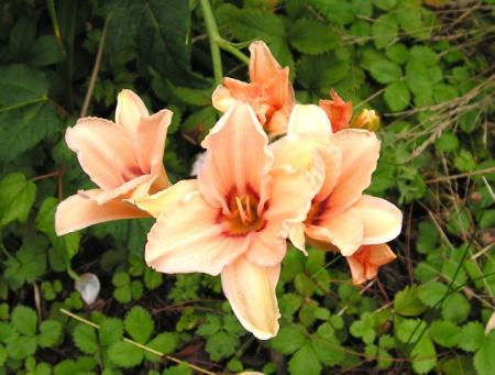 gallery_387_1217_82865.jpg