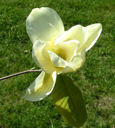 gallery_387_1338_31615.jpg