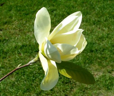 gallery_387_1338_38260.jpg