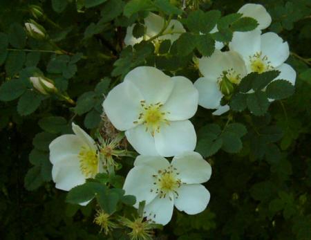 gallery_12789_1345_36651.jpg