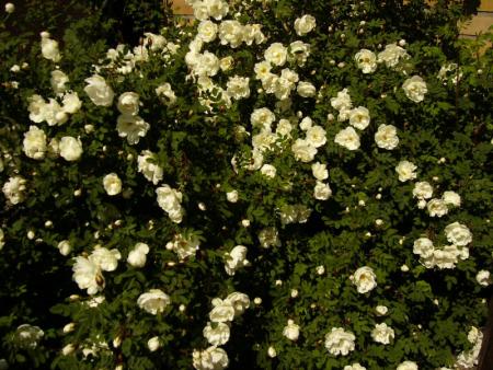 gallery_12789_1345_82991.jpg