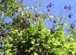 tn_gallery_387_1714_120586.jpg