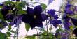 tn_gallery_387_1714_4975.jpg