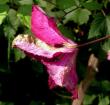 tn_gallery_387_1714_56231.jpg