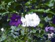 tn_gallery_387_1714_97769.jpg