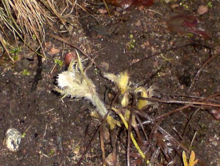gallery_12930_1717_284117.jpg
