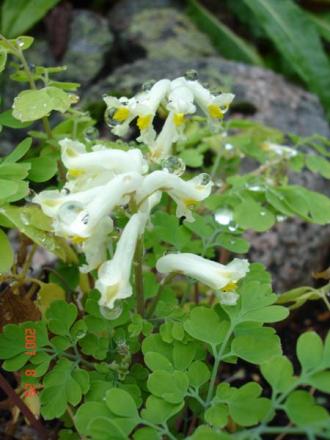 gallery_72_1707_32501.jpg