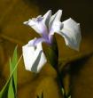 tn_gallery_387_1718_73626.jpg