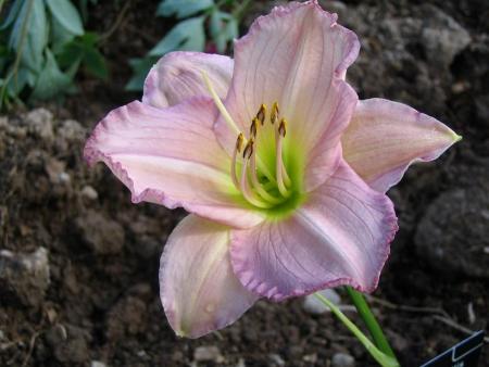 gallery_12888_1721_4710.jpg