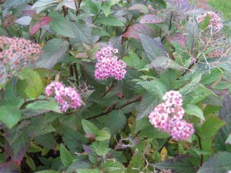 gallery_5891_1722_23789.jpg