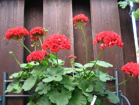gallery_12888_1725_34457.jpg