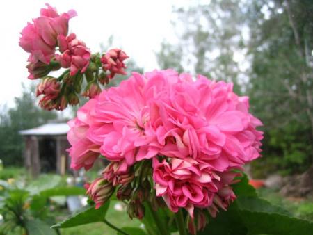 gallery_12888_1725_3459.jpg