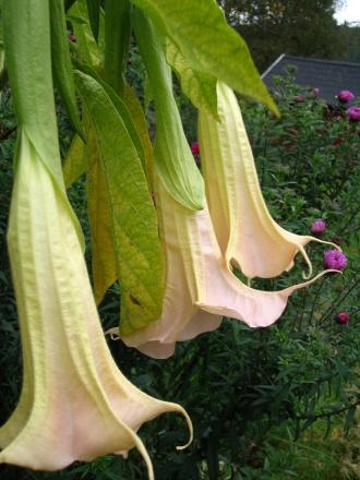 gallery_12888_1725_36079.jpg