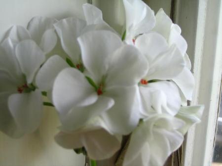 gallery_12888_1725_4750.jpg
