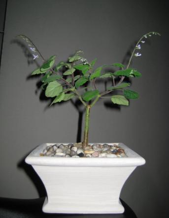 gallery_14_225_40165.jpg