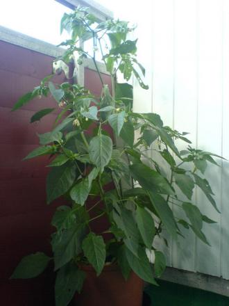 gallery_10257_418_2407.jpg
