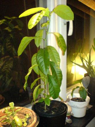 gallery_10257_418_295875.jpg