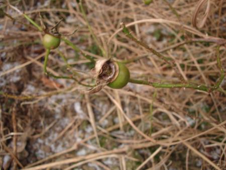gallery_12789_1345_25102.jpg