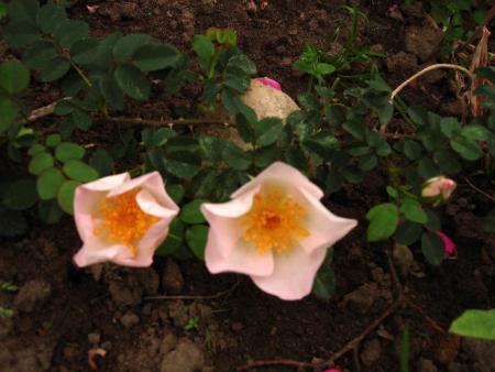 gallery_12789_1345_28608.jpg