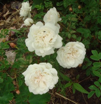 gallery_2985_1706_79796.jpg