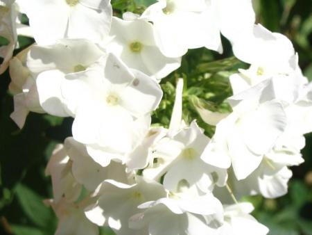 gallery_12888_1729_44332.jpg