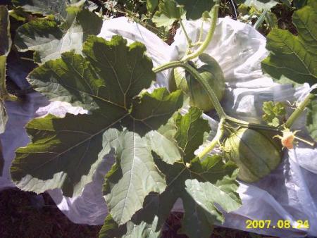 gallery_2529_1142_33930.jpg