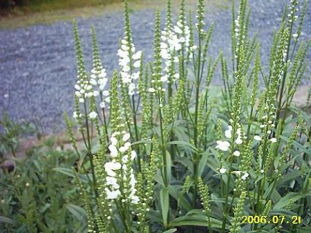 gallery_2529_1142_6766.jpg