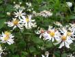 tn_gallery_12888_1729_467.jpg