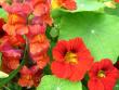 tn_gallery_12888_1729_73457.jpg