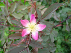 gallery_12789_1345_3043.jpg