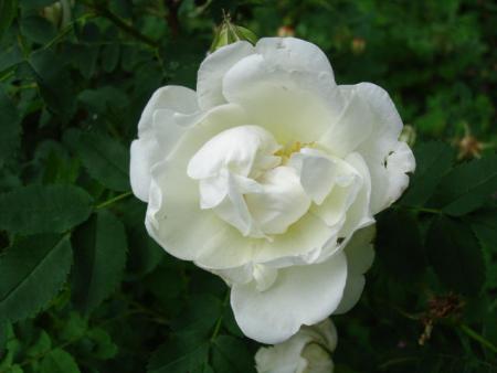 gallery_12789_1345_15238.jpg