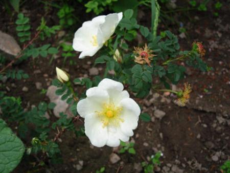 gallery_12789_1345_16753.jpg