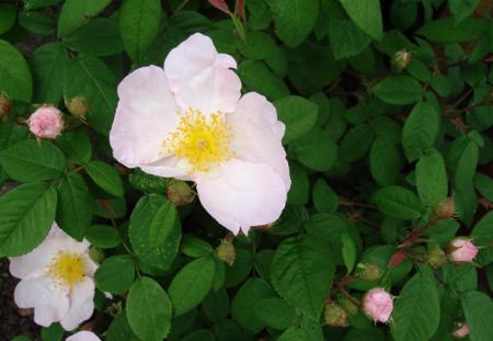 gallery_12789_1345_21596.jpg