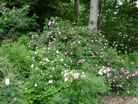 gallery_12789_1345_54021.jpg