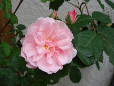gallery_12789_1345_6105.jpg