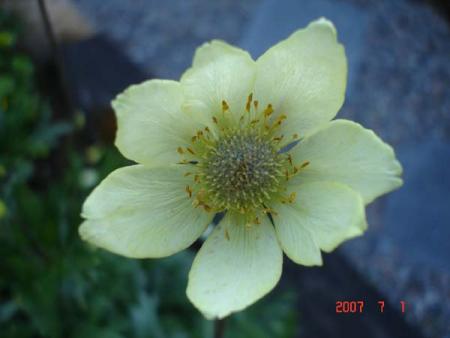 gallery_72_1707_23068.jpg