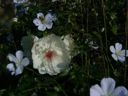 gallery_12789_1345_13410.jpg