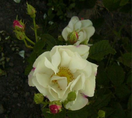 gallery_12789_1345_16565.jpg