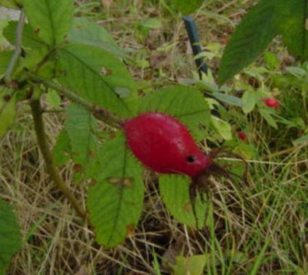 gallery_12789_1345_3230.jpg