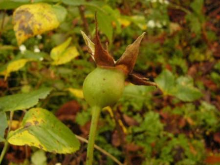 gallery_12789_1345_43470.jpg
