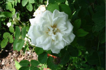 gallery_12789_1345_58126.jpg