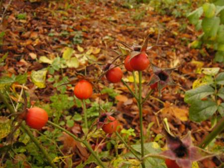 gallery_12789_1345_66814.jpg