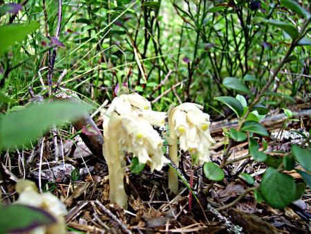 gallery_13447_1715_135759.jpg