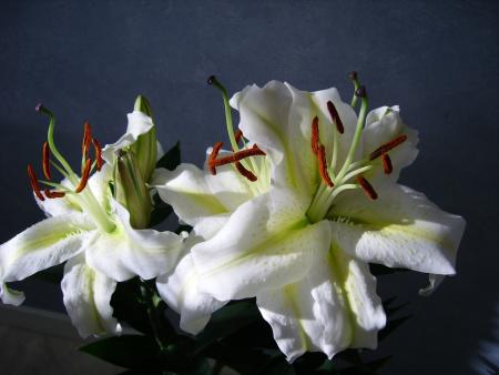 gallery_13447_1715_213822.jpg